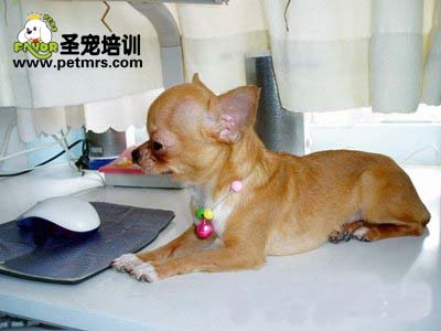 吉娃娃犬可愛(ài)