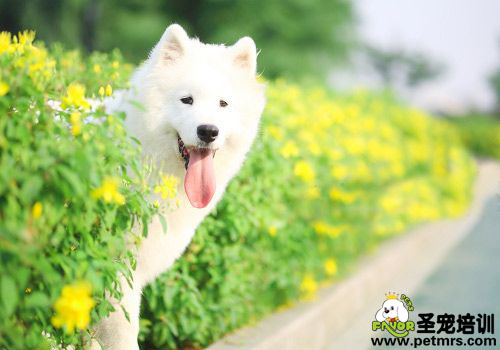 養(yǎng)狗狗你做到以下幾點了嗎