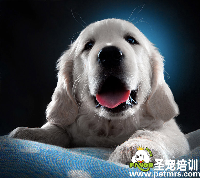 母犬產(chǎn)后的日常護理