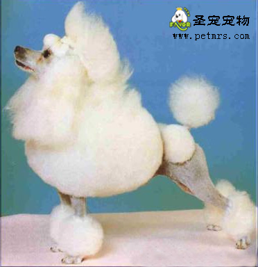 春天來了，要及時給狗狗打預(yù)防針