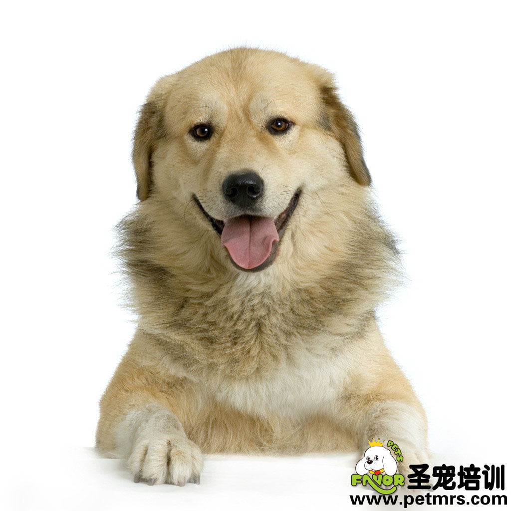 關(guān)注老年犬的飲食問題
