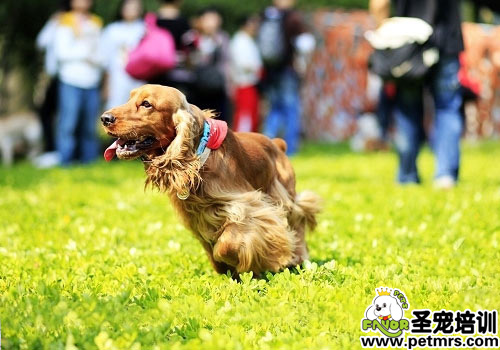 老年狗狗的毛發(fā)護(hù)理