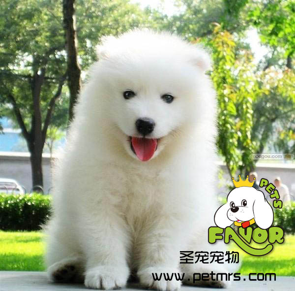 狗寶寶護(hù)理與喂養(yǎng)技巧