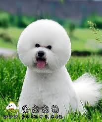狗對(duì)蛋白質(zhì)和脂肪的營(yíng)養(yǎng)需求