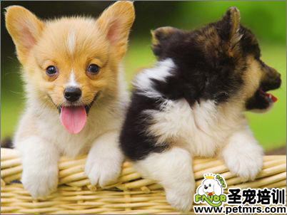 家庭狗狗養(yǎng)護(hù)技巧
