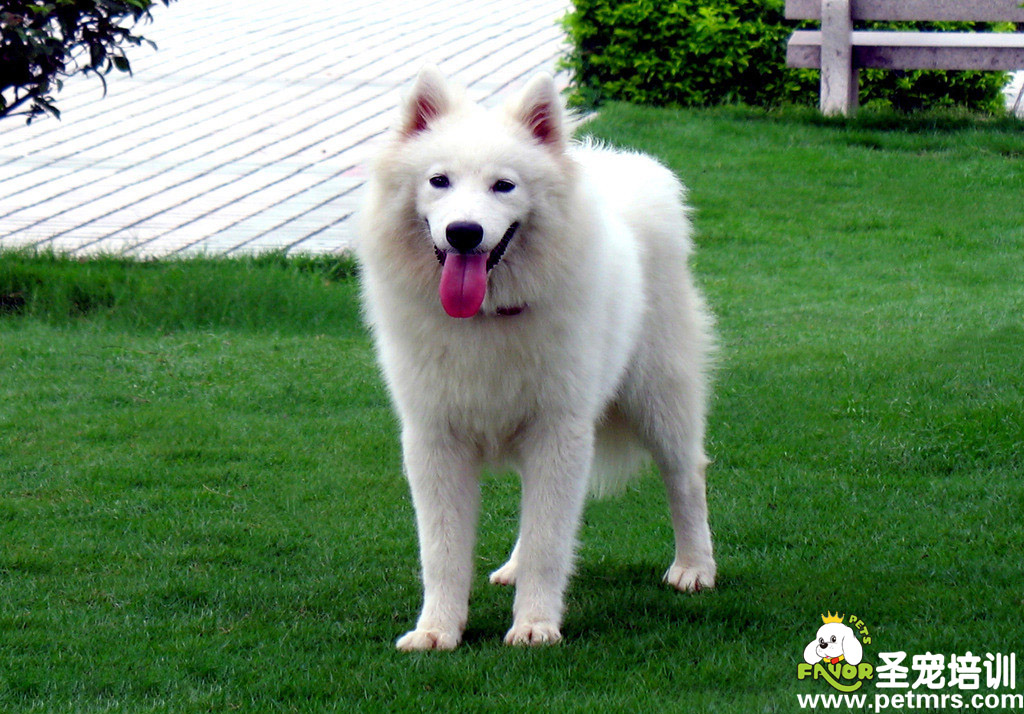 老年犬養(yǎng)護(hù)手冊(cè)（二）