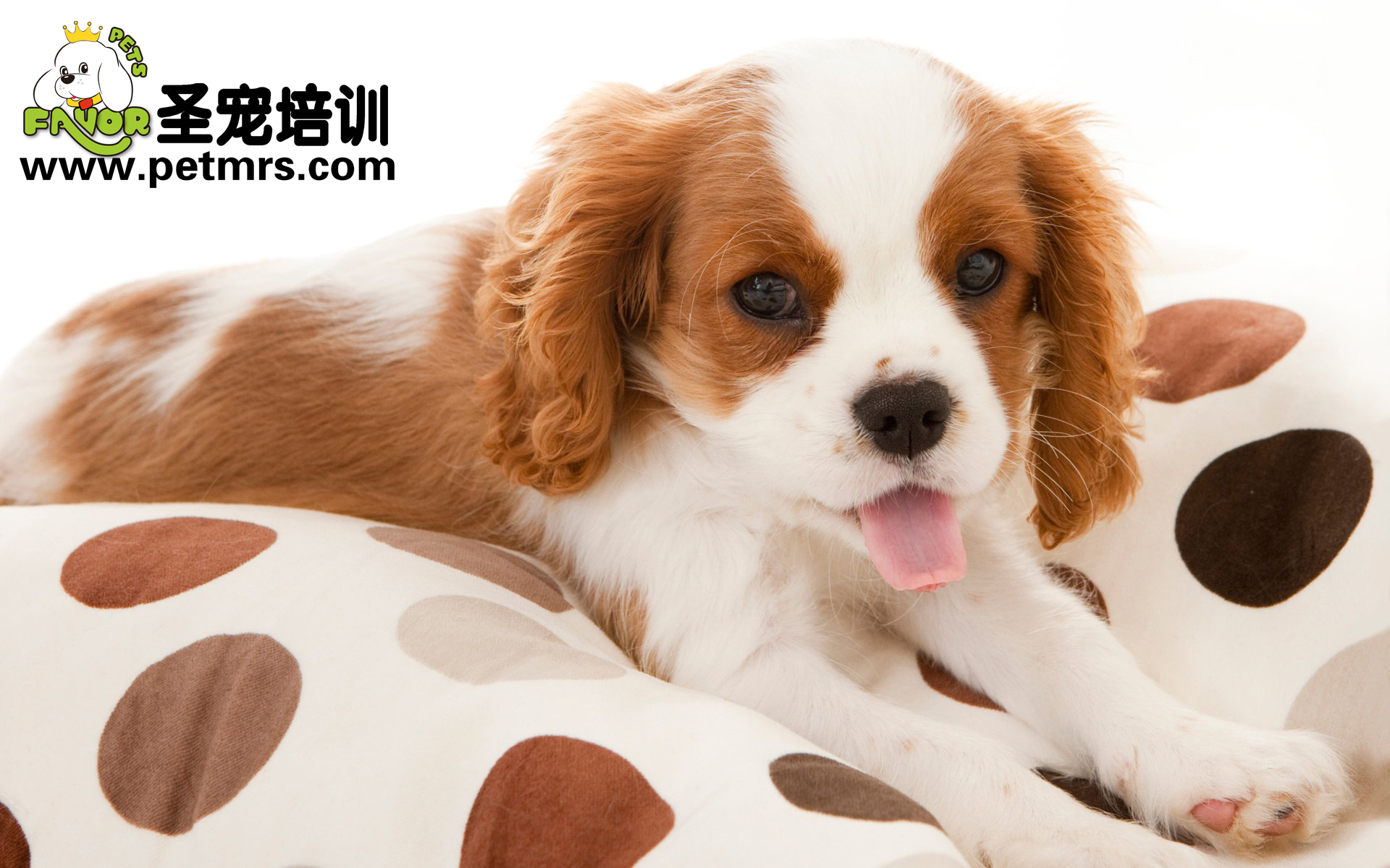 狗狗常見營養(yǎng)性疾病的介紹