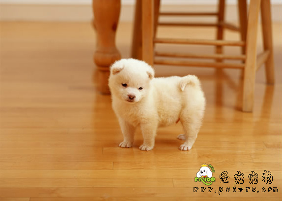 給狗狗看醫(yī)生所注意的事項