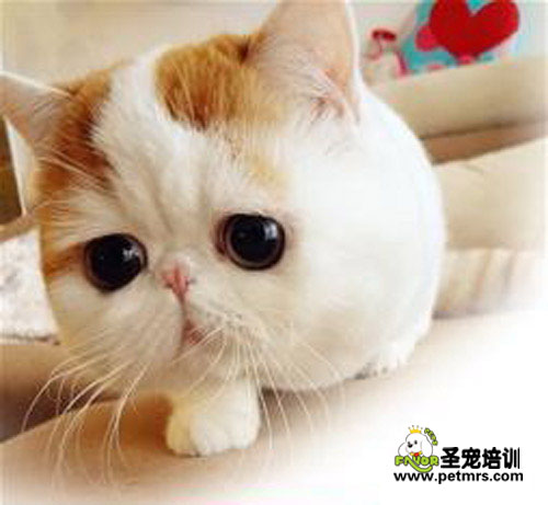貓咪難產(chǎn)的時候應(yīng)該怎么做