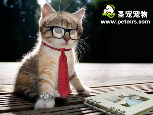 貓咪經(jīng)常流口水是怎么回事