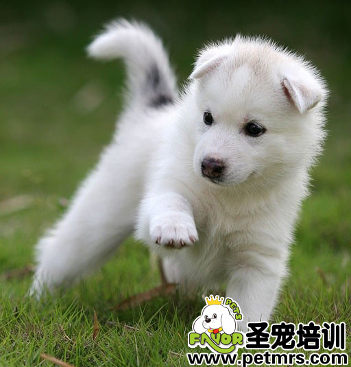 秋季養(yǎng)狗需要注意什么