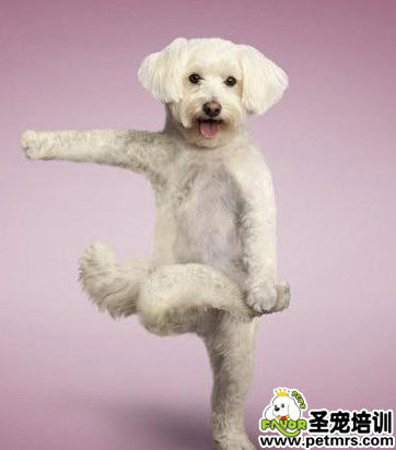 讓狗狗學(xué)會站立