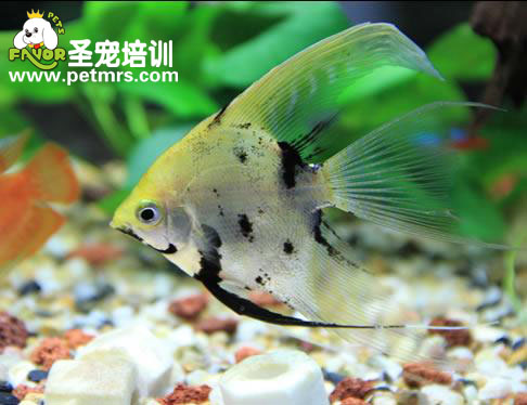 如何飼養(yǎng)熱帶觀賞魚