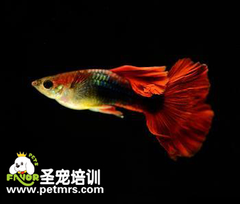 如何治療魚(yú)類腸炎病