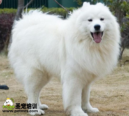 如何預(yù)防薩姆耶過敏性皮炎