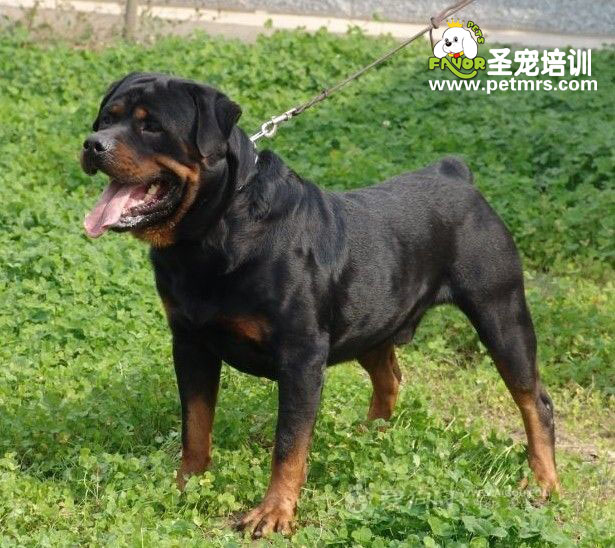 羅威納產(chǎn)后缺鈣、產(chǎn)后搐搦癥治療