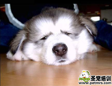 如何科學(xué)的為寵物選擇食物