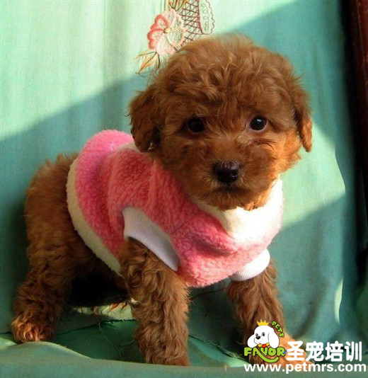 冬季給狗狗買衣服的注意事項(xiàng)