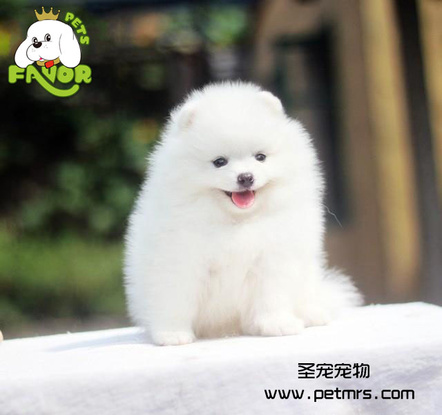 寵物瘙癢的如何防治