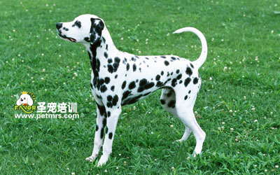 斑點(diǎn)狗狗美容
