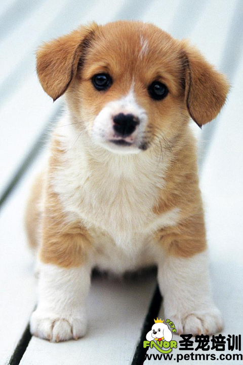 幼犬飼養(yǎng)精華匯總