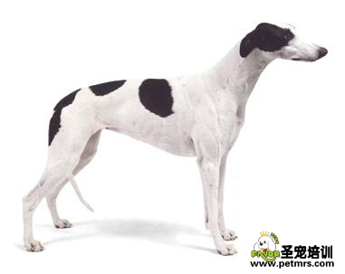如何治療和預(yù)防靈緹的口臭