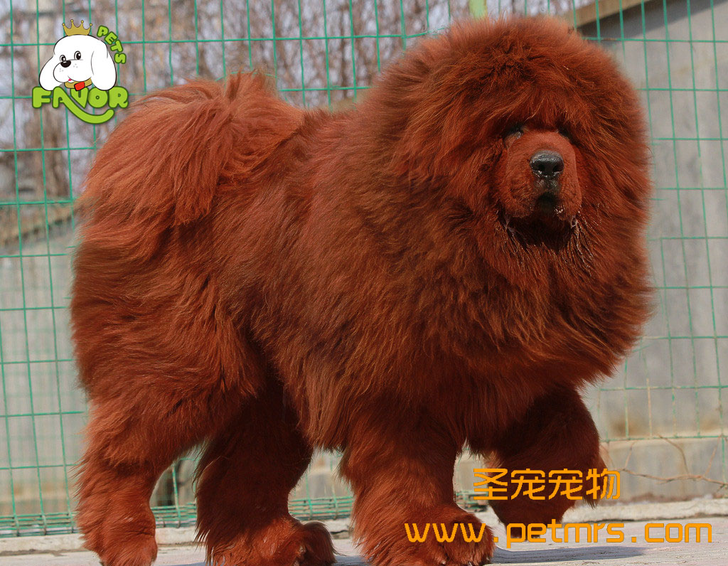 母藏獒難產(chǎn)的原因和處理方法