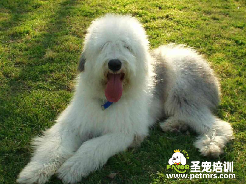 英國古代牧羊犬的生產(chǎn)過程和產(chǎn)后護(hù)理