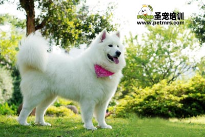 成犬期狗狗護(hù)理