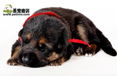 哺乳期狗寶寶牙齒和眼睛的保養(yǎng)