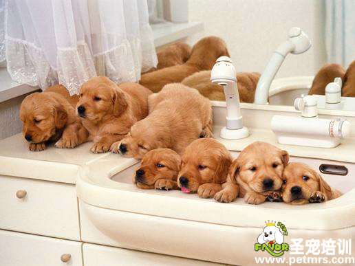 狗狗哺乳期的飼養(yǎng)