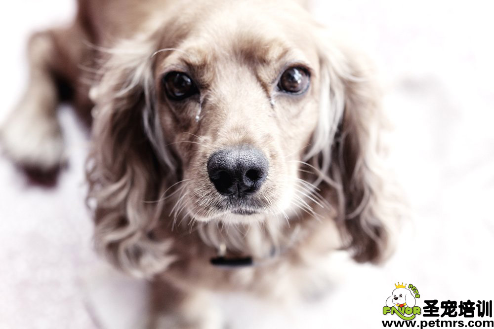 懷孕狗狗的飼養(yǎng)
