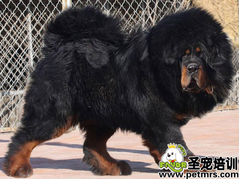 獒犬補(bǔ)鈣注意事項(xiàng)