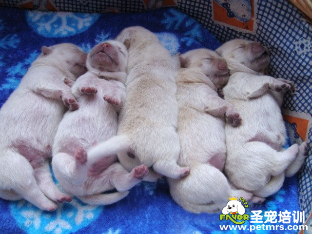 幼犬的養(yǎng)護(hù)及訓(xùn)練指南