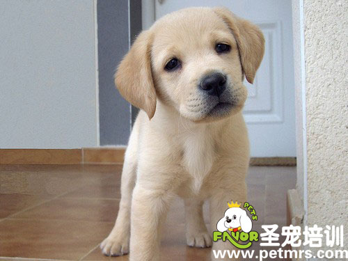 寵物飼養(yǎng)與健康