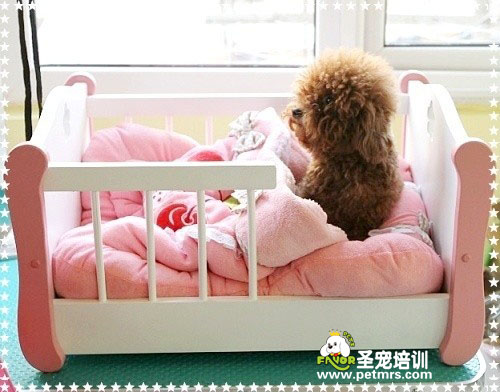 寵物飼養(yǎng)與營養(yǎng)健康