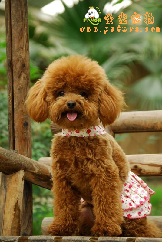 寵物專用型藥物治療犬細(xì)小病毒病的臨床治療（二）