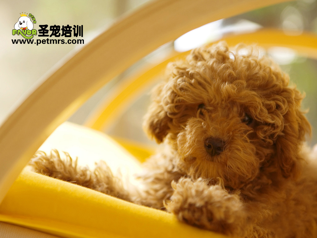 狗能傳染的最可性的是狂犬病、又叫恐水癥