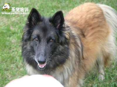 比利時(shí)坦比連犬美容