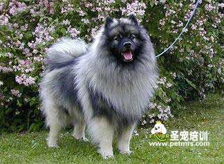 荷蘭毛獅犬