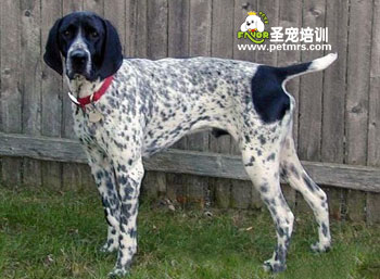 德國(guó)短毛指示犬