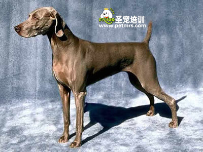 威瑪獵犬特點(diǎn)
