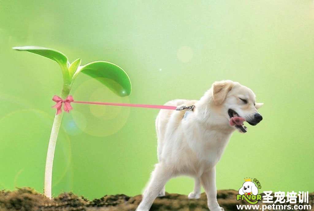 狗狗要補(bǔ)充維生素C的時(shí)間