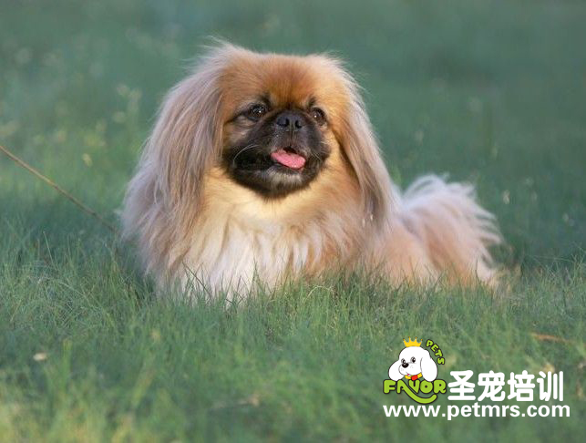 京巴犬牙齒、耳朵該如何養(yǎng)護
