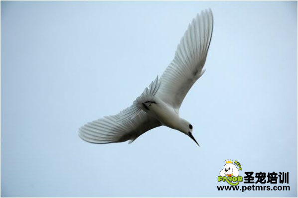 鳥類滯食原因分析、病癥的表現(xiàn)與治療