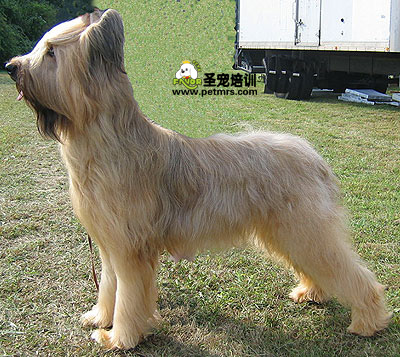 伯瑞犬美容法發(fā)