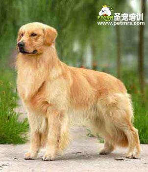 金毛犬妊娠后的生理變化和注意事項(xiàng)