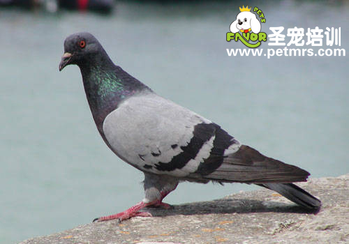 信鴿用藥應(yīng)該注意的十個(gè)誤區(qū)