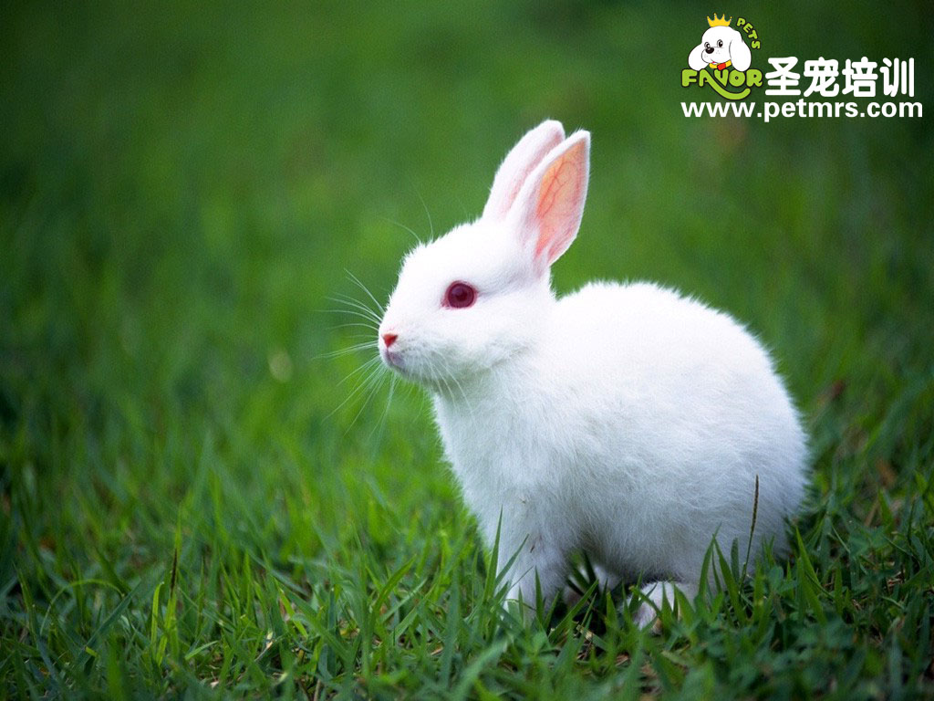 兔子常見(jiàn)疾病的中醫(yī)療法