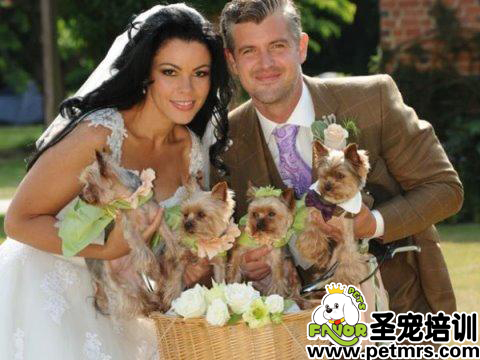 英國新娘邀狗當(dāng)伴娘 4只狗狗獲最高禮遇